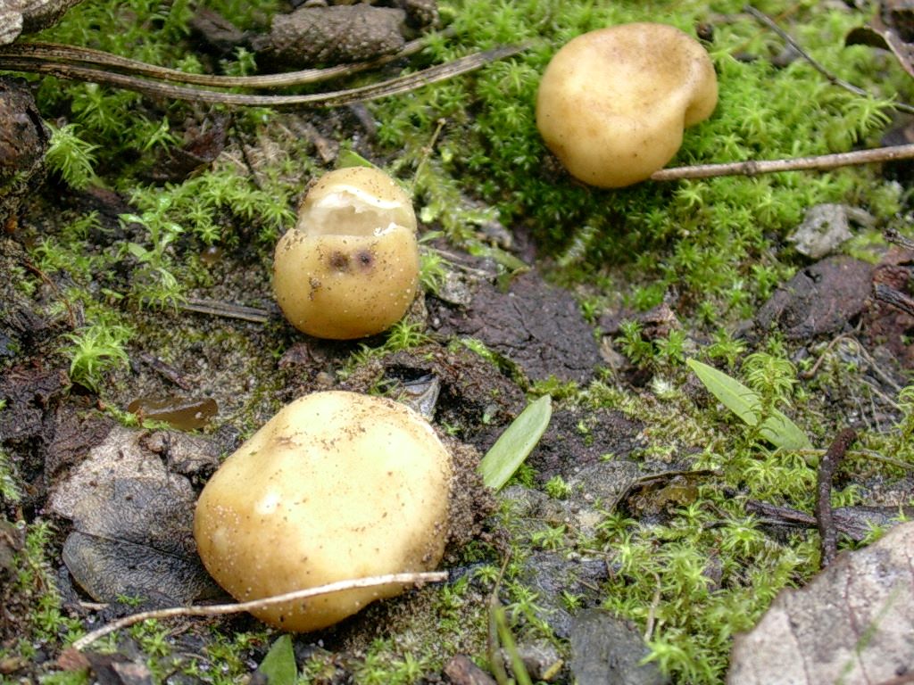 1875 Gennaio vecchio ritrovamento